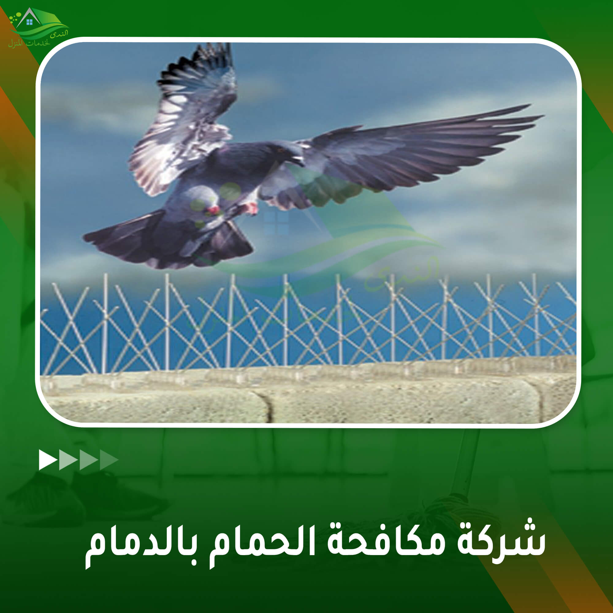 شركة مكافحة الحمام بالدمام