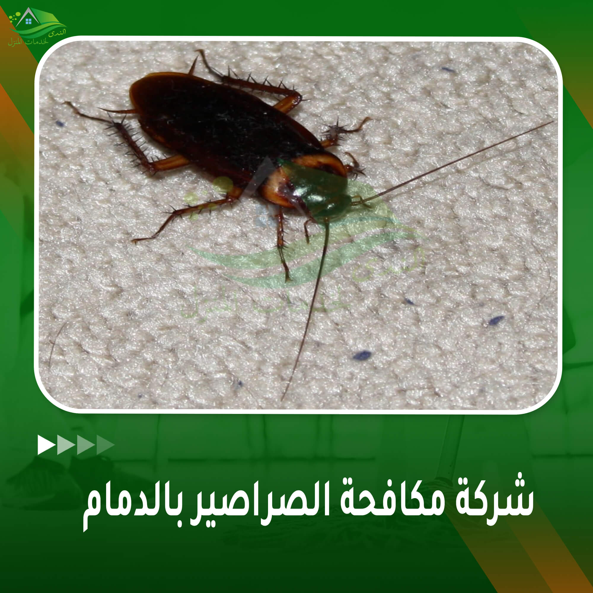 شركة مكافحة الصراصير بالدمام