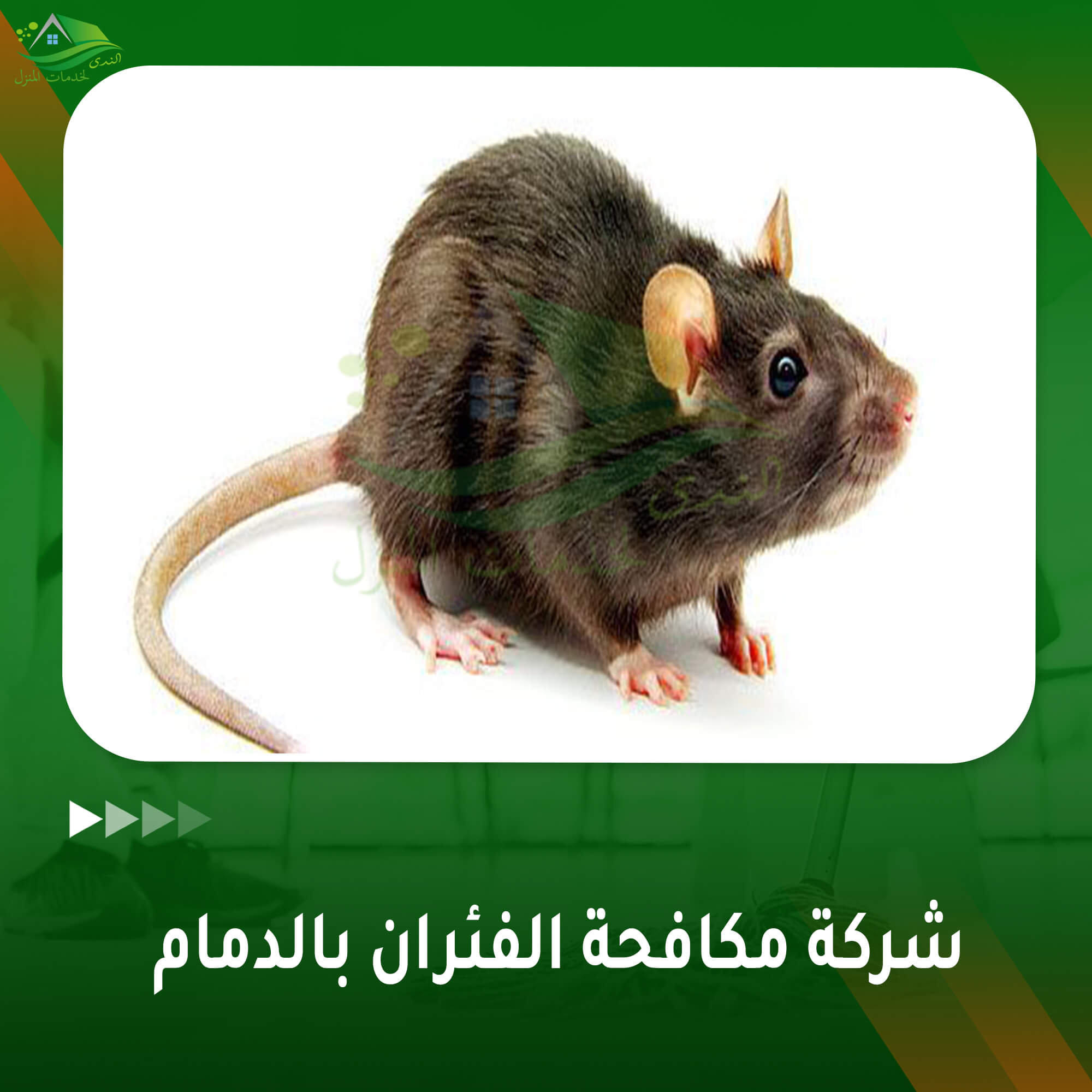 شركة مكافحة الفئران بالدمام