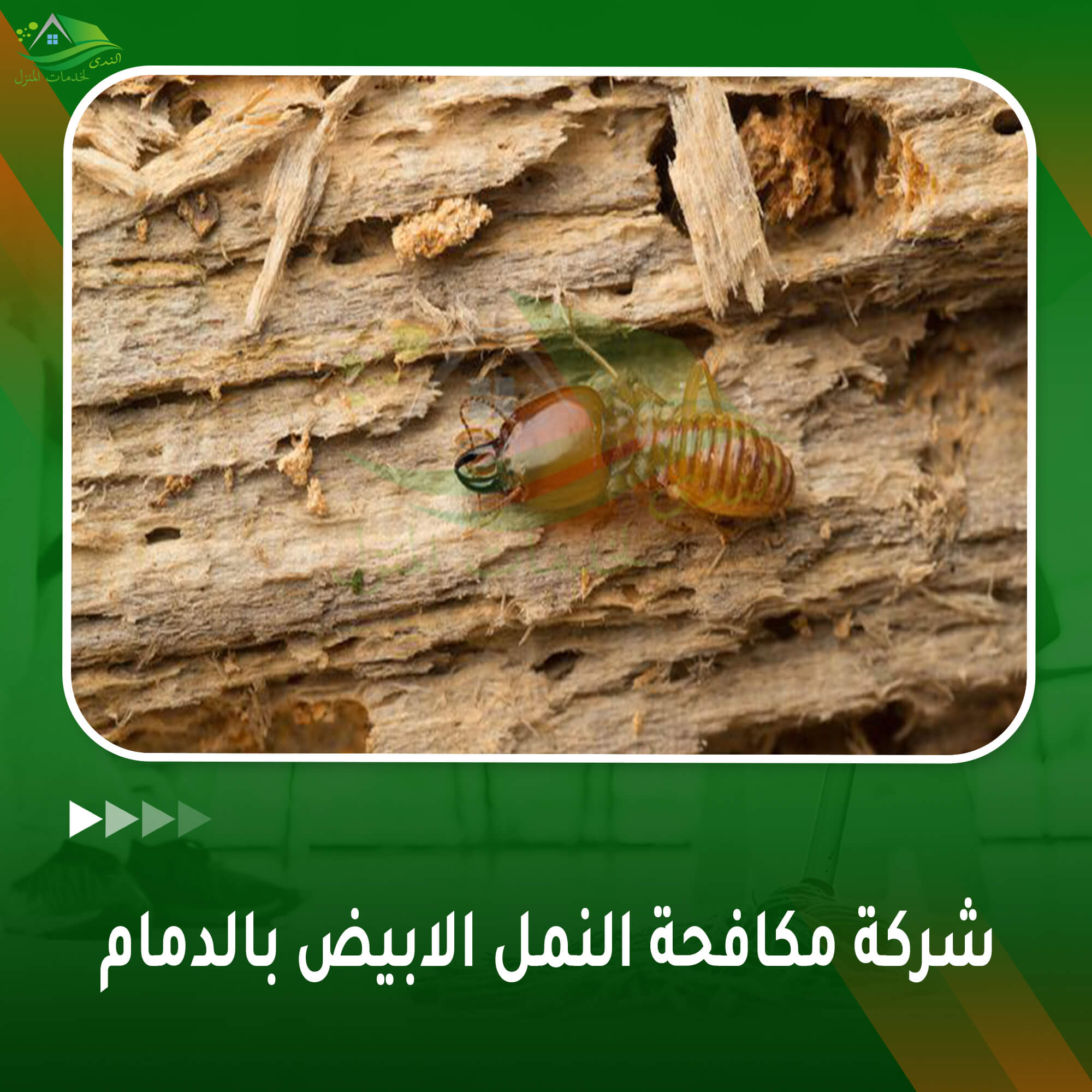 شركة مكافحة النمل الابيض بالدمام